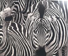 Zebra artwork by Lucia Rubini