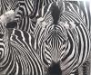 Zebra artwork by Lucia Rubini